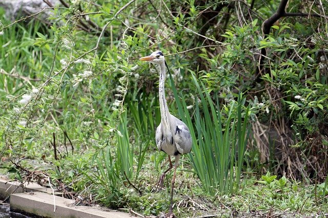 Free download Hern Stork Birds -  free photo or picture to be edited with GIMP online image editor