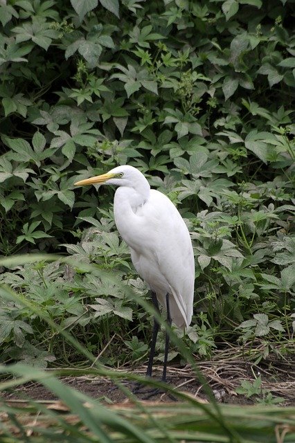 Free download Hern Stork Outdoor -  free photo or picture to be edited with GIMP online image editor