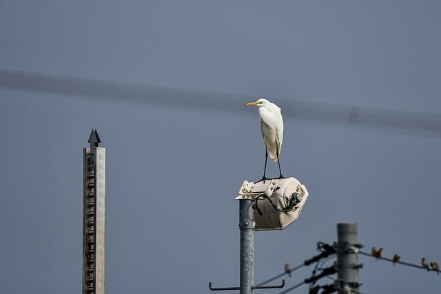 Free download heron animal bird egret free picture to be edited with GIMP free online image editor