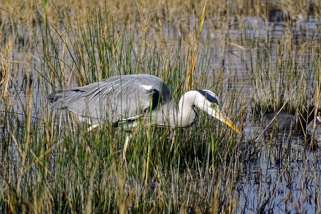 Free download heron bird animal beak feathers free picture to be edited with GIMP free online image editor