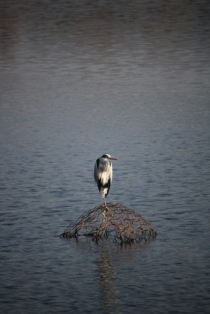 Descărcare gratuită stârc pasăre animale pene lac imagine gratuită pentru a fi editată cu editorul de imagini online gratuit GIMP