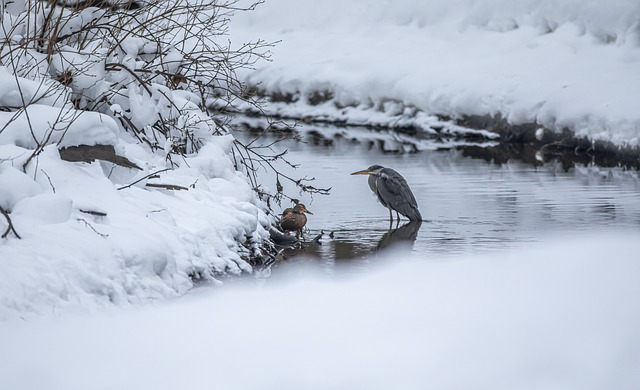 Free download heron bird animal feathers plumage free picture to be edited with GIMP free online image editor