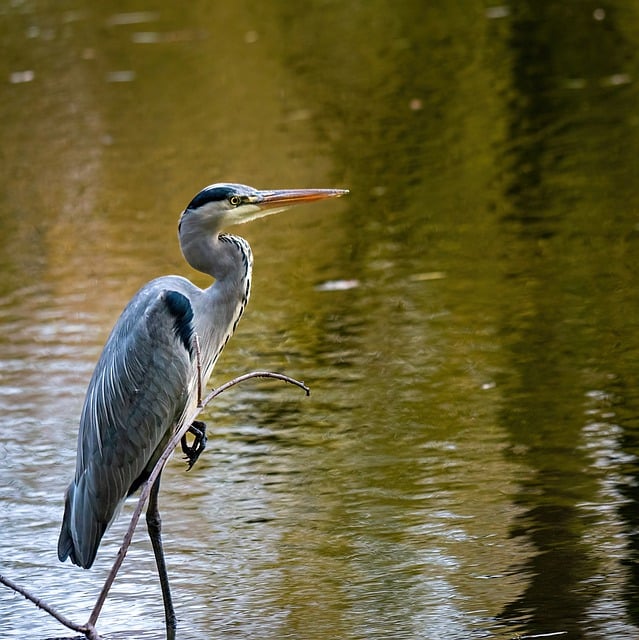 Free download heron bird animal nature wildlife free picture to be edited with GIMP free online image editor