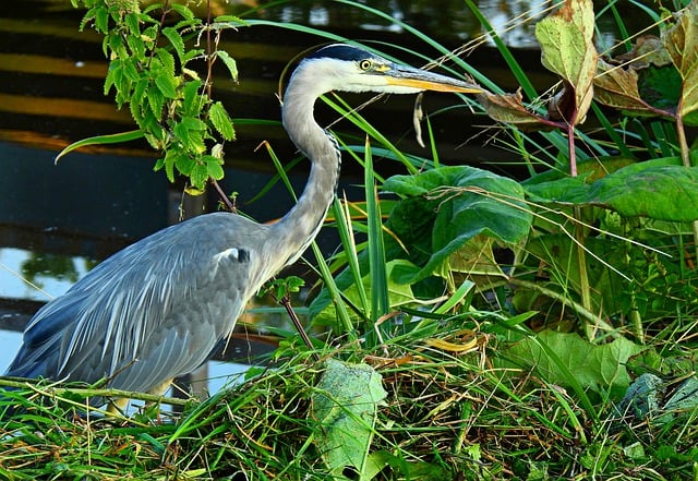 Free download heron bird animal wading bird free picture to be edited with GIMP free online image editor
