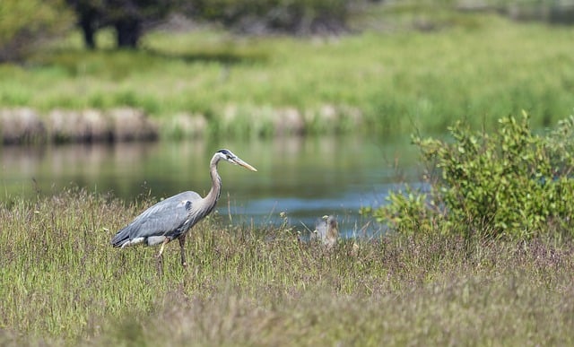 Free download heron bird animal water bird free picture to be edited with GIMP free online image editor