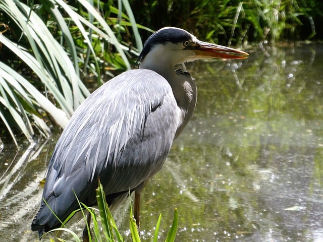 Free download heron bird animal waterfowl pond free picture to be edited with GIMP free online image editor