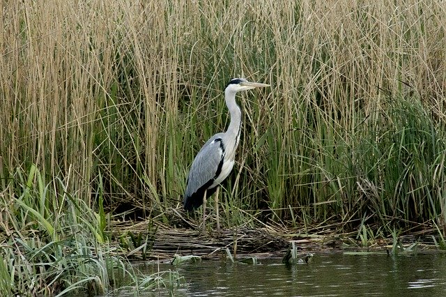 Free download Heron Bird Beak -  free photo or picture to be edited with GIMP online image editor