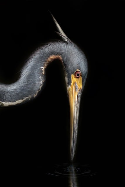 Bezpłatne pobieranie bezpłatnego zdjęcia czapli ptaka oka trójkolorowego wody do edycji za pomocą bezpłatnego edytora obrazów online GIMP