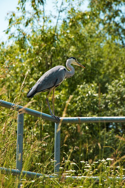 Free download heron bird grey heron bill free picture to be edited with GIMP free online image editor