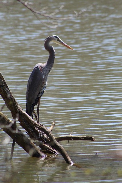 Free picture Heron Bird Habitat -  to be edited by GIMP free image editor by OffiDocs