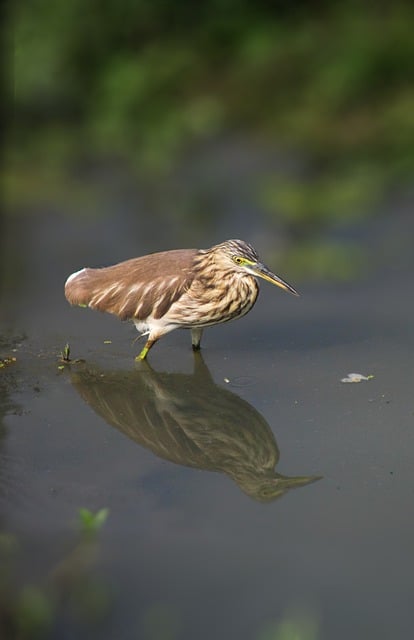 Free download heron bird lake waterbird nature free picture to be edited with GIMP free online image editor