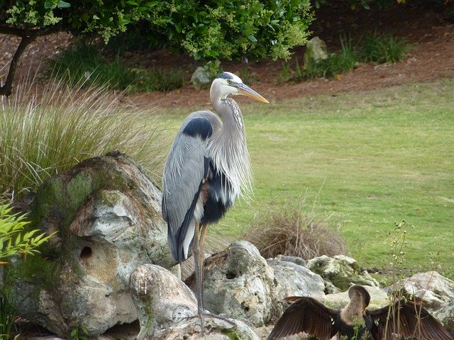 Téléchargement gratuit Heron Bird Nature - photo ou image gratuite à modifier avec l'éditeur d'images en ligne GIMP