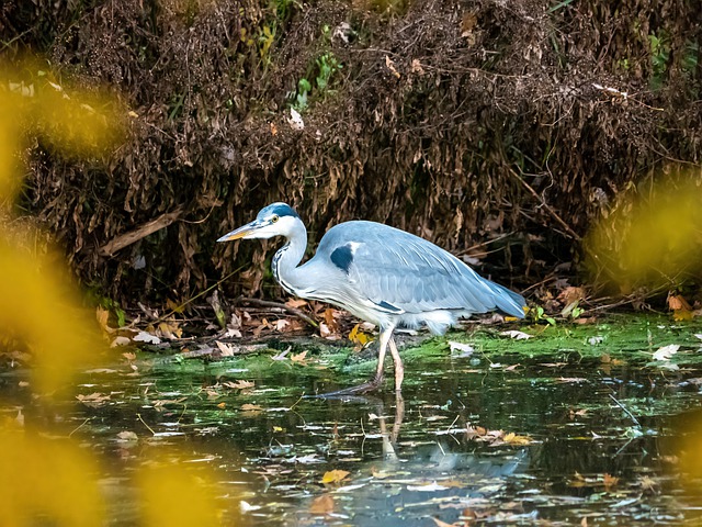Free download heron bird nature flora wildlife free picture to be edited with GIMP free online image editor