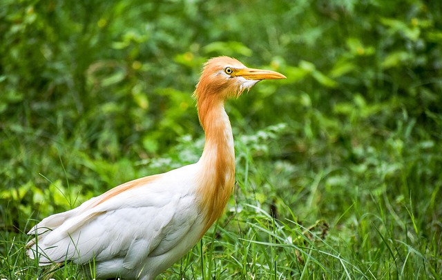 Free download heron bird perched animal feathers free picture to be edited with GIMP free online image editor