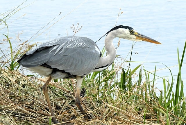Free download heron bird waterfowl nature free picture to be edited with GIMP free online image editor