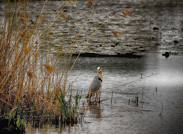 Free download Heron Dark Reeds -  free photo or picture to be edited with GIMP online image editor