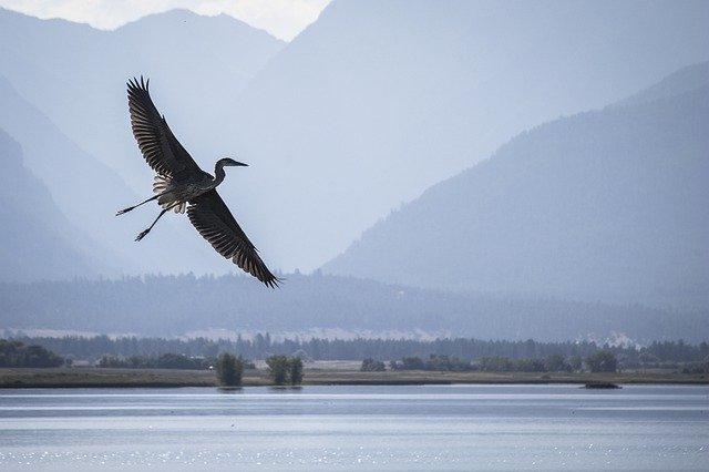 Free download Heron Flying Wildlife -  free photo or picture to be edited with GIMP online image editor