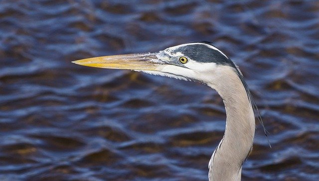 Unduh gratis Heron Great Blue - foto atau gambar gratis untuk diedit dengan editor gambar online GIMP