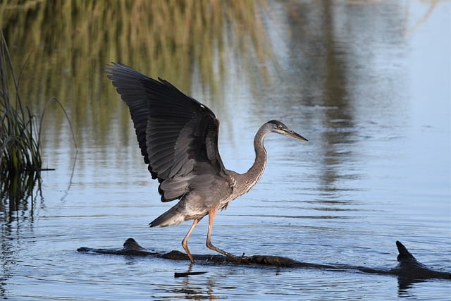 Free download heron great blue heron wing water free picture to be edited with GIMP free online image editor
