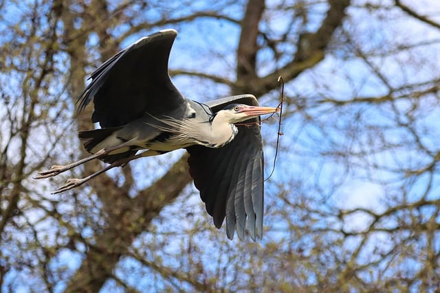 Free download heron great egret bird wings free picture to be edited with GIMP free online image editor