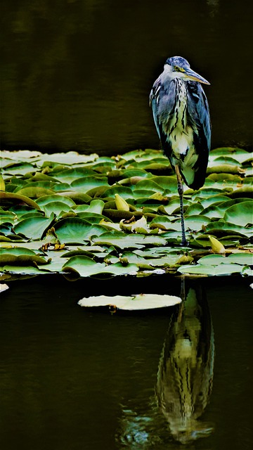 Free download heron grey heron bird big bird free picture to be edited with GIMP free online image editor