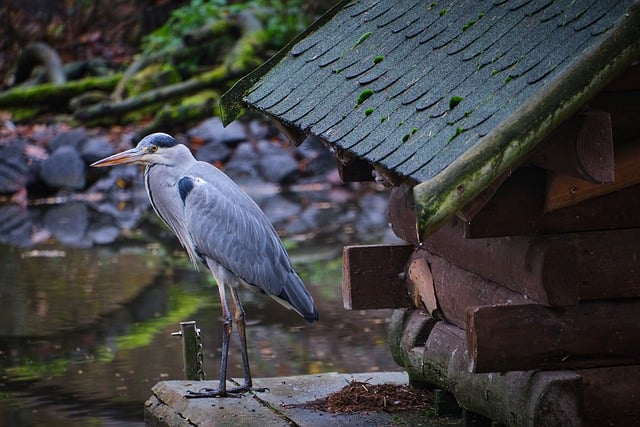 Free download heron grey heron water bird free picture to be edited with GIMP free online image editor