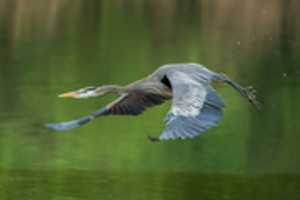 Free download heron free photo or picture to be edited with GIMP online image editor