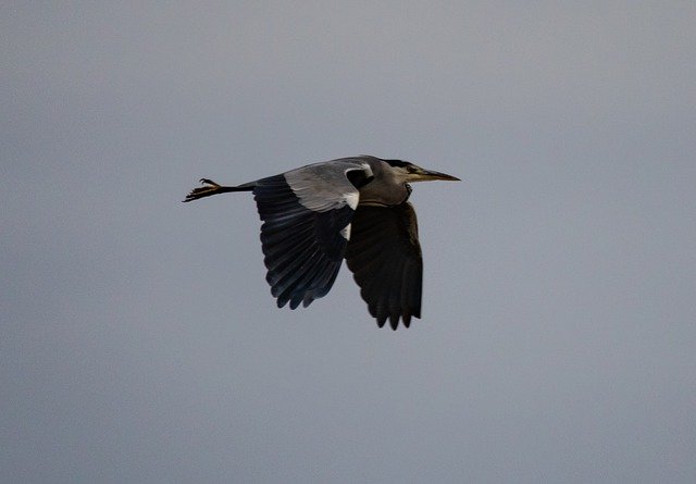 Template Photo Heron In Flight Flying -  for OffiDocs