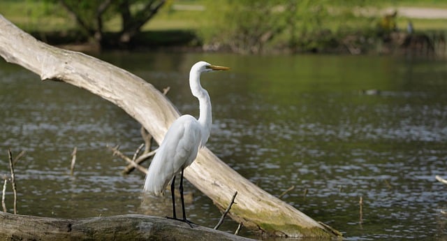 دانلود رایگان عکس حواصیل دریاچه سفید پرنده شناسی حواصیل سفید برای ویرایش با ویرایشگر تصویر آنلاین رایگان GIMP