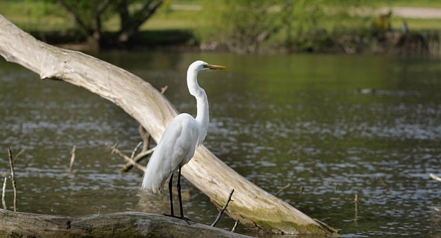 Free download heron lake white heron ornithology free picture to be edited with GIMP free online image editor