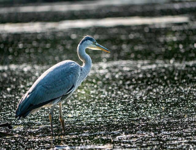 Free download heron nature bird wildlife animal free picture to be edited with GIMP free online image editor
