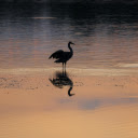 Heron on Lake at Sunset  screen for extension Chrome web store in OffiDocs Chromium