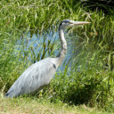 Heron on the Grass  screen for extension Chrome web store in OffiDocs Chromium