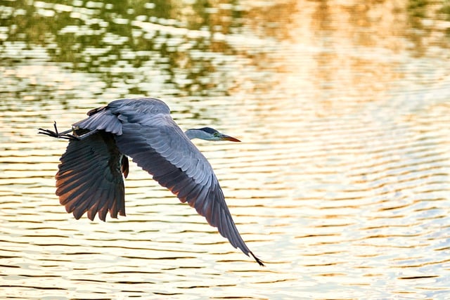 Free download heron the needle flight fly bird free picture to be edited with GIMP free online image editor