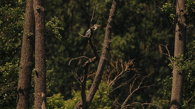 Free download Heron Tree Nature Animal -  free photo or picture to be edited with GIMP online image editor