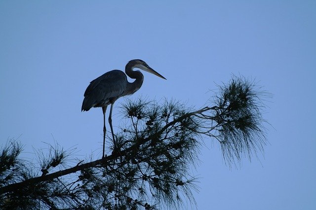 Free download Heron Tree Silhouette -  free photo or picture to be edited with GIMP online image editor