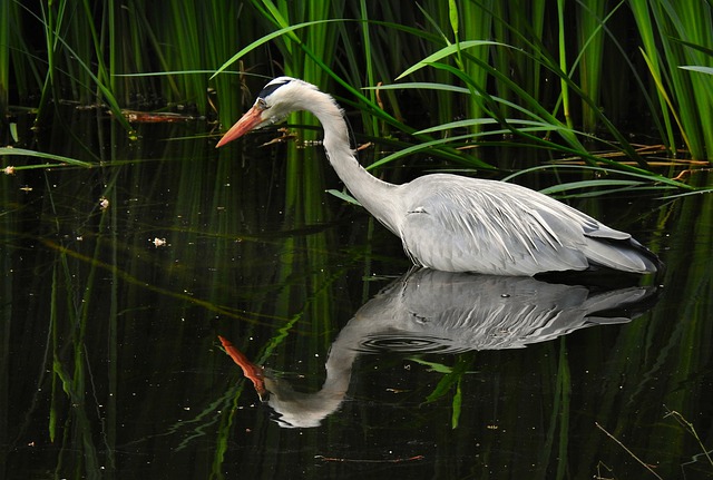 Free download heron wading bird animal plumage free picture to be edited with GIMP free online image editor