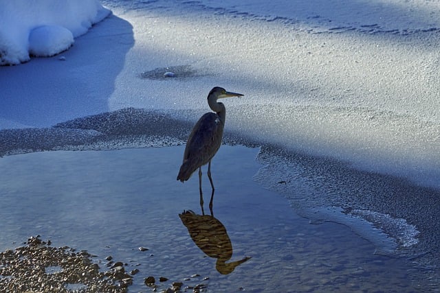 Free download heron water bird water snow winter free picture to be edited with GIMP free online image editor
