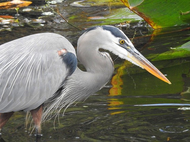 Free download Heron Wildlife Bird -  free photo or picture to be edited with GIMP online image editor