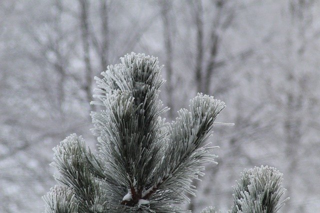 Free download Herringbone Tree Iglak -  free photo or picture to be edited with GIMP online image editor