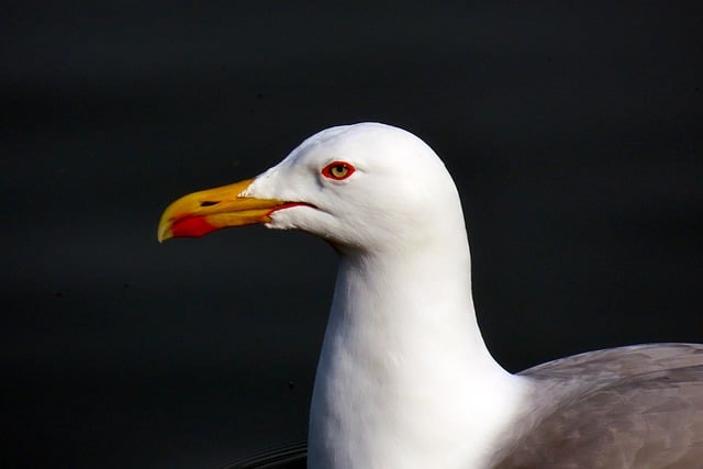 Free download herring gull seabird wildlife free picture to be edited with GIMP free online image editor