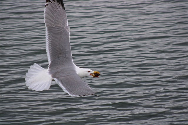 Free download herring gull wing flying nature free picture to be edited with GIMP free online image editor
