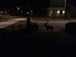 Free download Herten in de tuin free photo or picture to be edited with GIMP online image editor