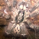 Heteroscodra maculata  screen for extension Chrome web store in OffiDocs Chromium