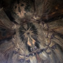Heteroscodra maculata Juvenile Tarantula  screen for extension Chrome web store in OffiDocs Chromium