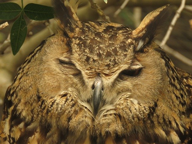 Muat turun percuma Burung Burung Hibbou - foto atau gambar percuma untuk diedit dengan editor imej dalam talian GIMP