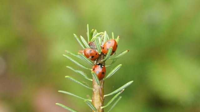 Free download hibernation ladybugs bug conifer free picture to be edited with GIMP free online image editor