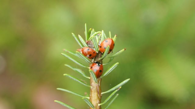 Descarga gratuita de imagen gratuita de coníferas de insectos de mariquitas de hibernación para editar con el editor de imágenes en línea gratuito GIMP