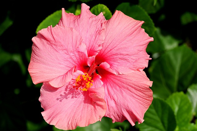 Kostenloser Download von Hibiskusblüten, rosa Blüten, Flora, kostenloses Bild zur Bearbeitung mit dem kostenlosen Online-Bildeditor GIMP