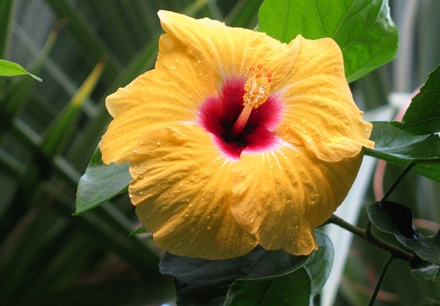 دانلود رایگان Hibiscus Blossom Bloom - عکس یا تصویر رایگان قابل ویرایش با ویرایشگر تصویر آنلاین GIMP